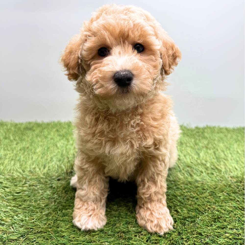 pet breed image