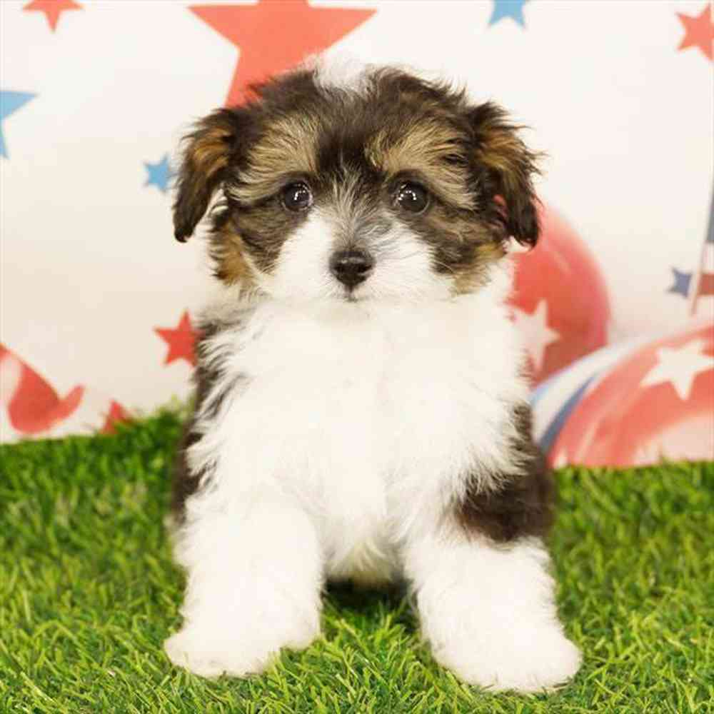 Image of a pet breed in the gallery