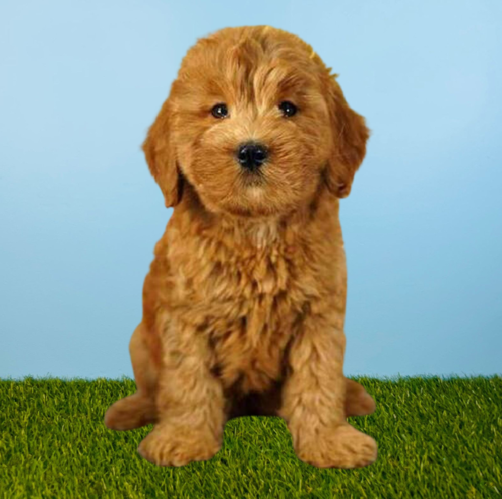 Female 2nd Gen Mini Goldendoodle Puppy for Sale in Tolleson, AZ