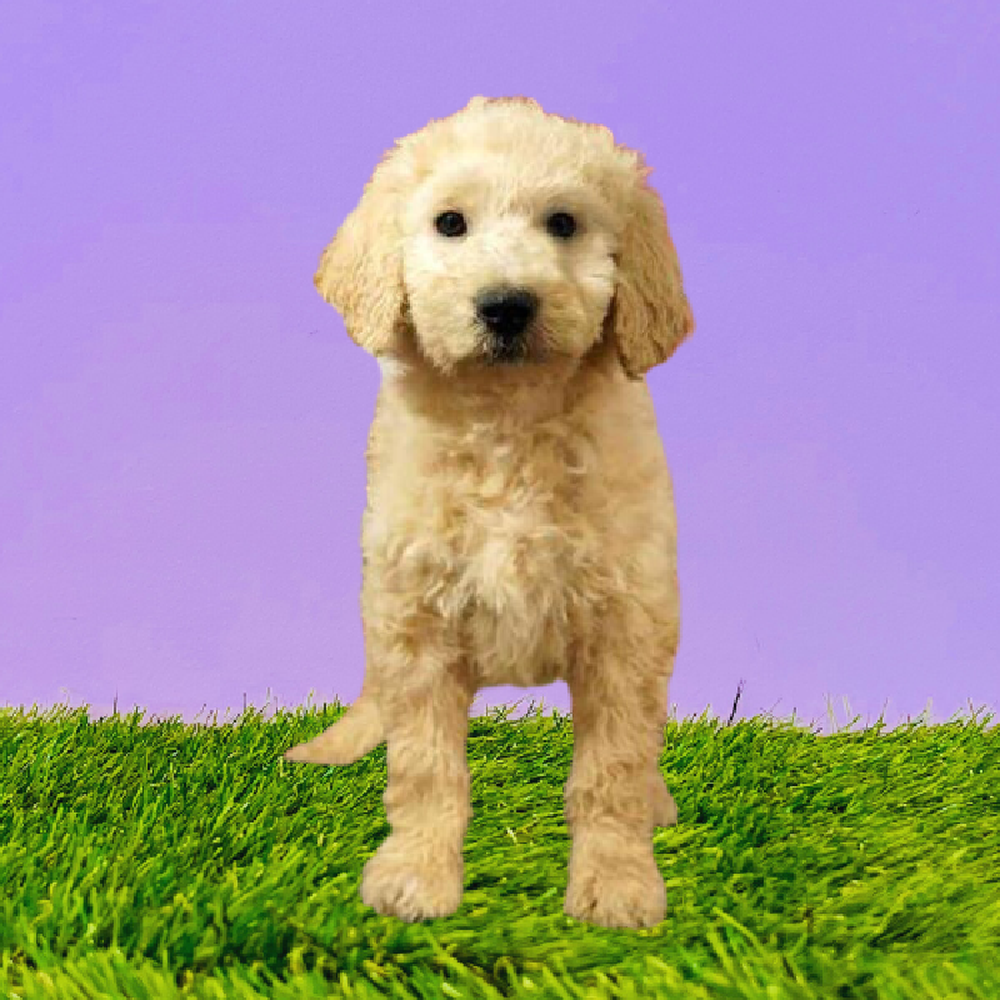 Female 2nd Gen Standard Goldendoodle Puppy for Sale in Marietta, GA