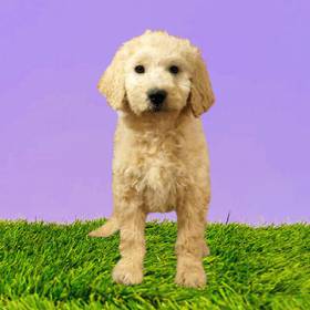 2nd Gen Standard Goldendoodle