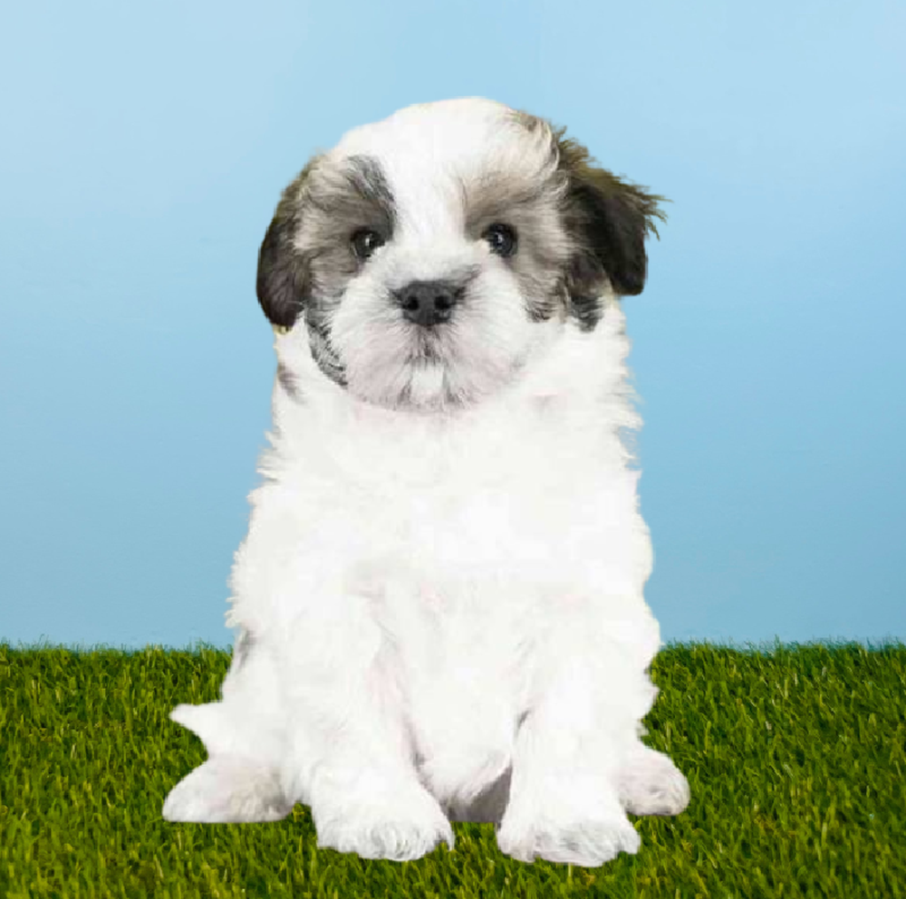 Male Havanese Puppy for Sale in Pasadena, TX