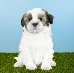 Havanese