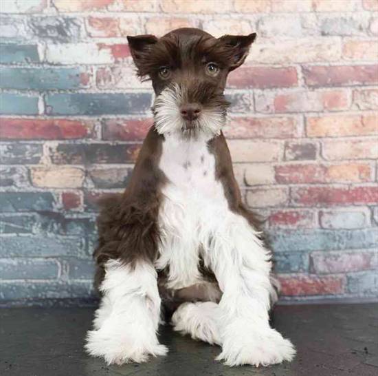 Mini Schnauzer