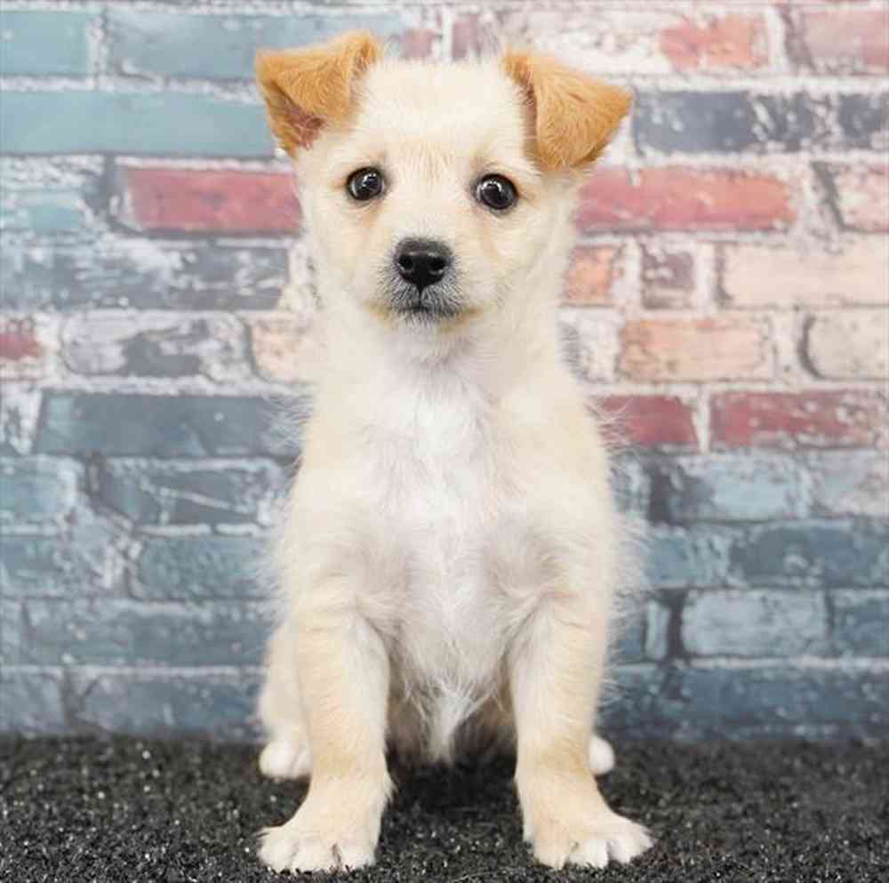 Image of a pet breed in the gallery