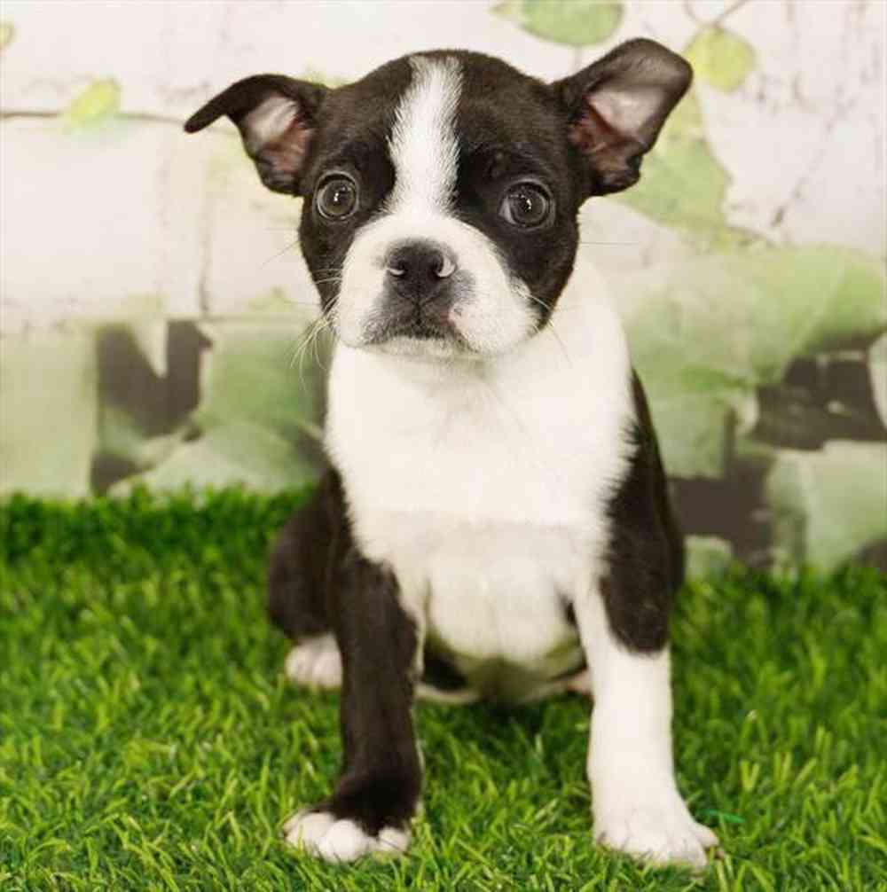 Image of a pet breed in the gallery