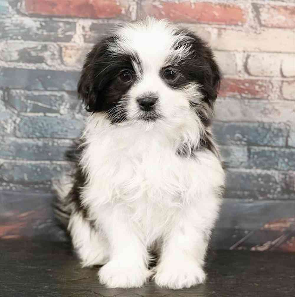 Image of a pet breed in the gallery