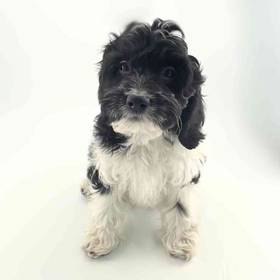 Cockapoo