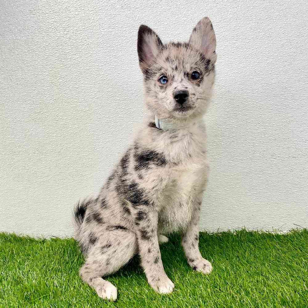 Image of a pet breed in the gallery