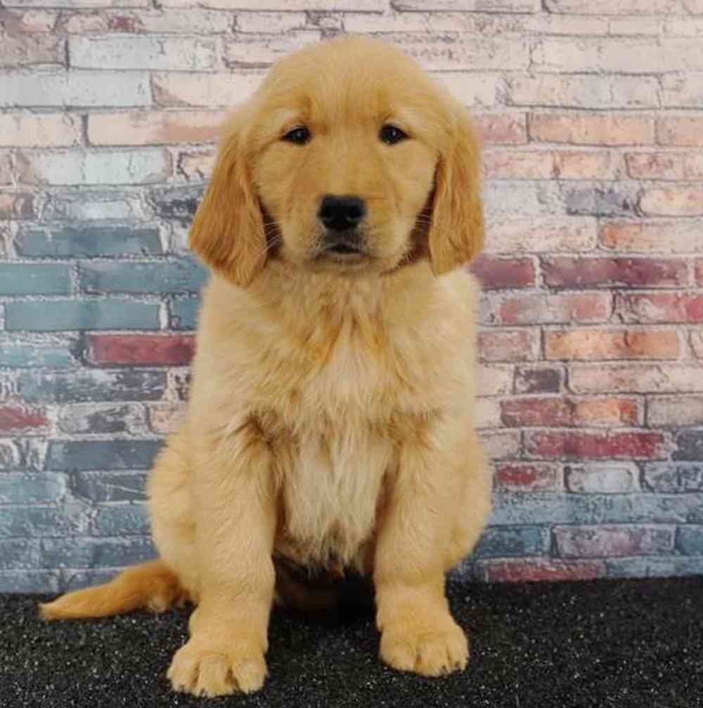 Image of a pet breed in the gallery