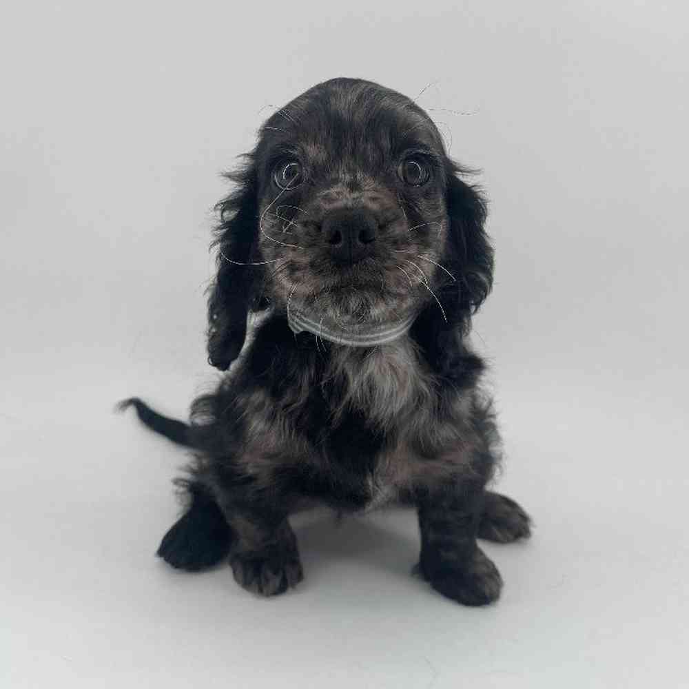 Image of a pet breed in the gallery
