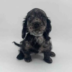 Cockapoo