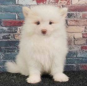 Pomeranian