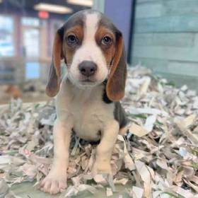 Beagle
