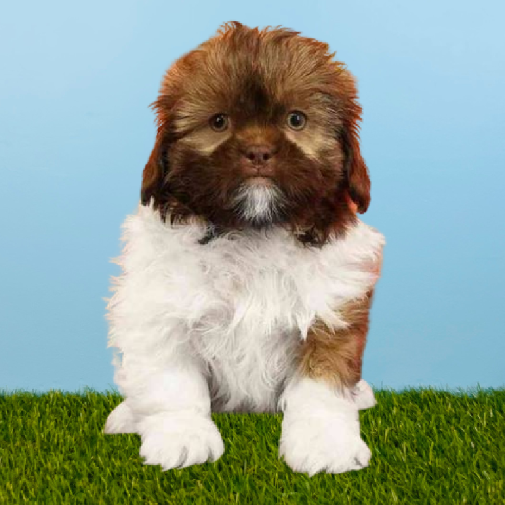 Male Shih Tzu Puppy for Sale in Pasadena, TX