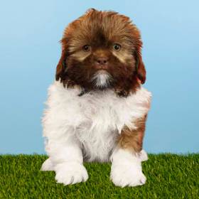 Shih Tzu