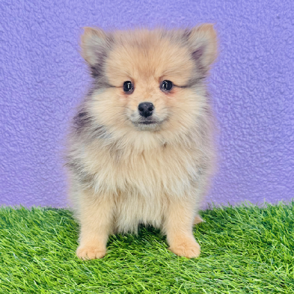 Image of a pet breed in the gallery
