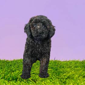 Poodle
