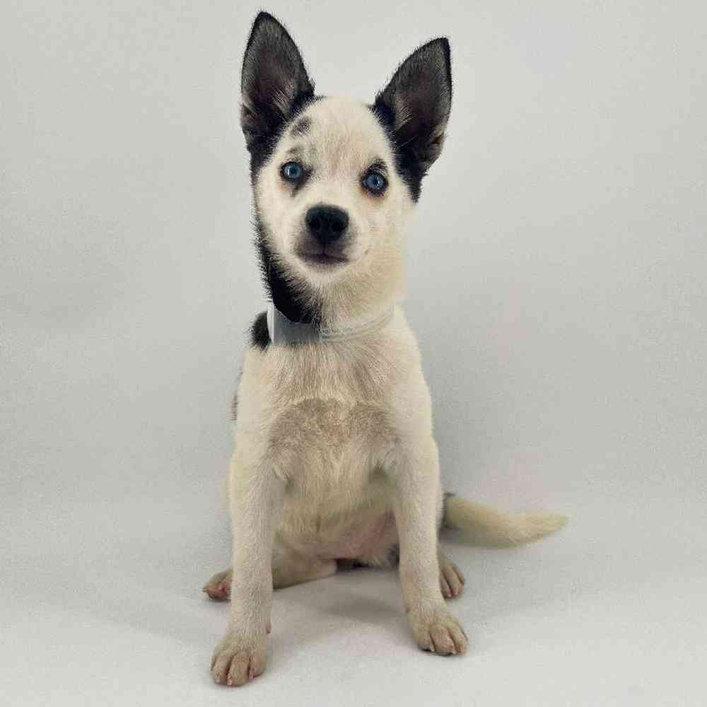 pet breed image