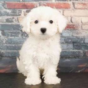 Bichon