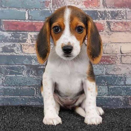 Beagle