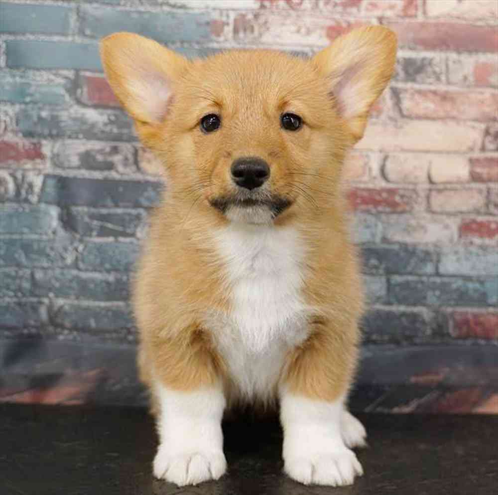 Image of a pet breed in the gallery