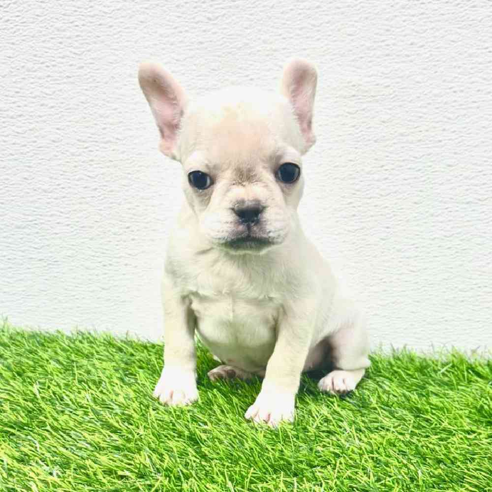 Image of a pet breed in the gallery