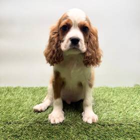 Cavalier King Charles Spaniel