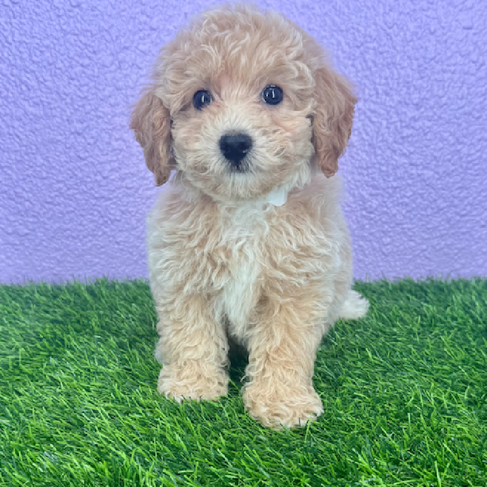 Image of a pet breed in the gallery
