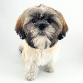 Shih Tzu