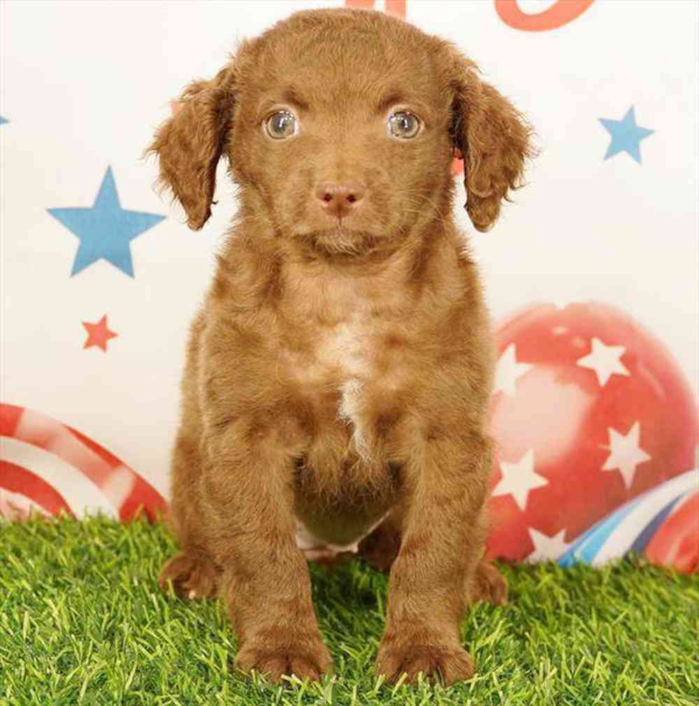 Image of a pet breed in the gallery