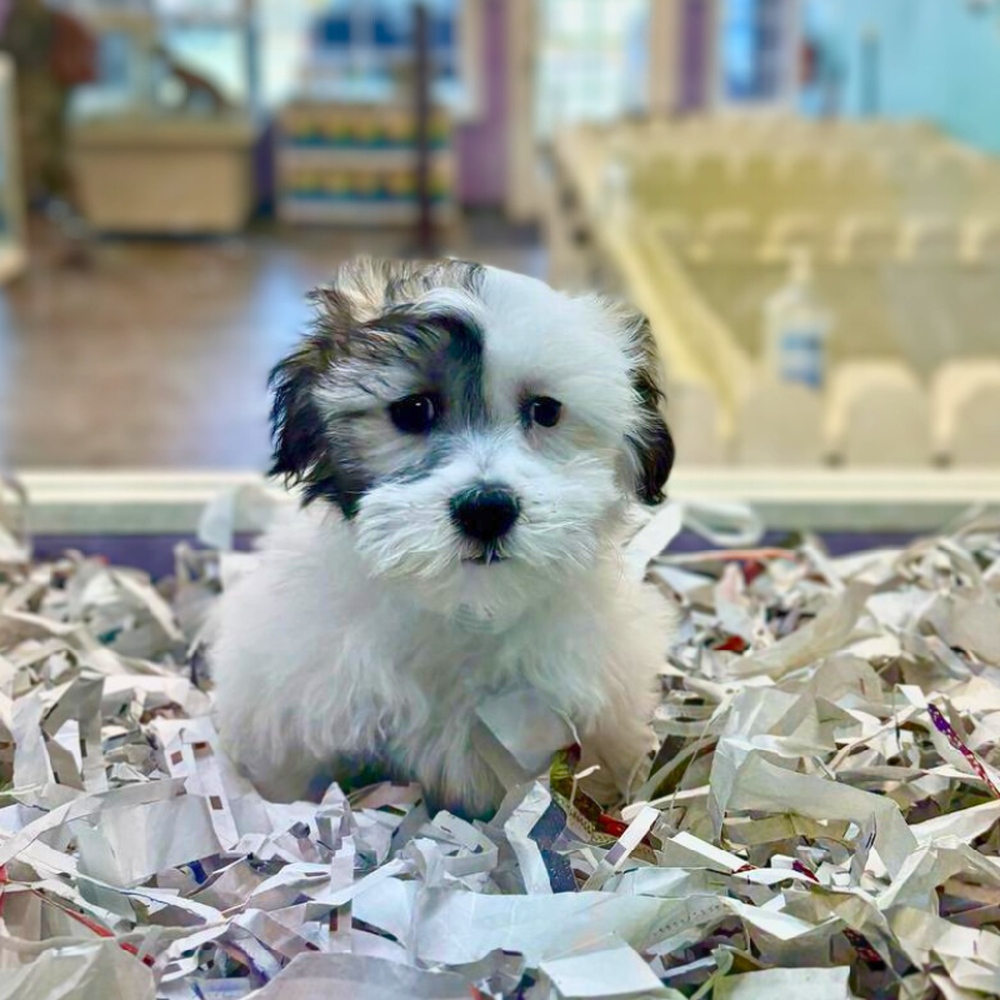 Image of a pet breed in the gallery