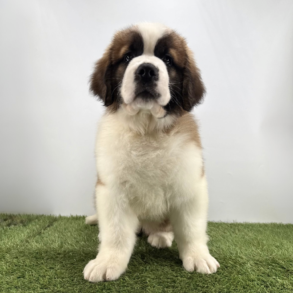 Image of a pet breed in the gallery