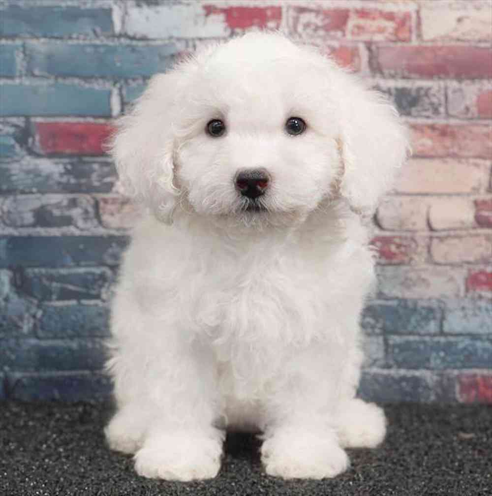 pet breed image
