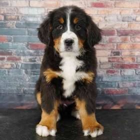 Bernese Mountain Dog