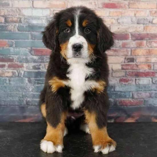 Bernese Mountain Dog