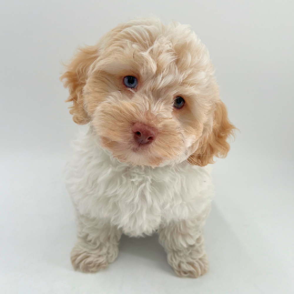 carousel pet images