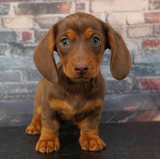 Dachshund