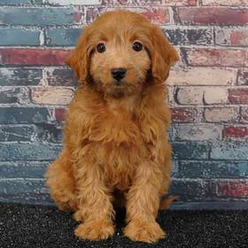 2nd Gen Mini Goldendoodle