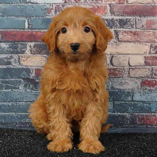 2nd Gen Mini Goldendoodle
