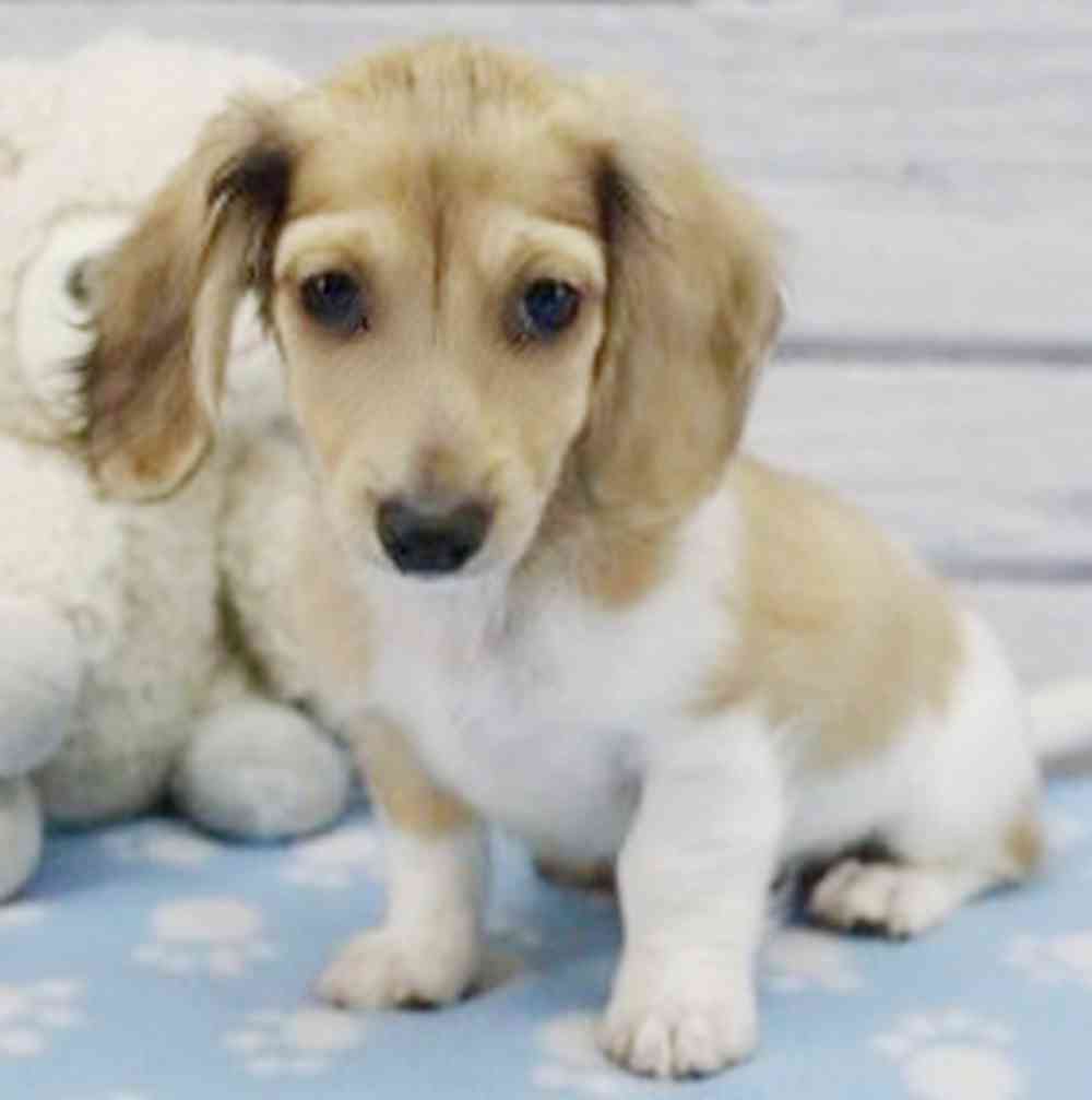 Image of a pet breed in the gallery