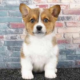 Pembroke Welsh Corgi
