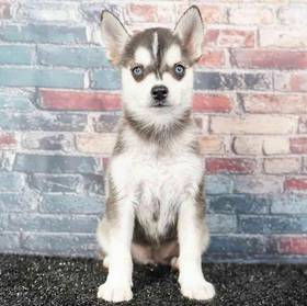 Alaskan Klee Kai