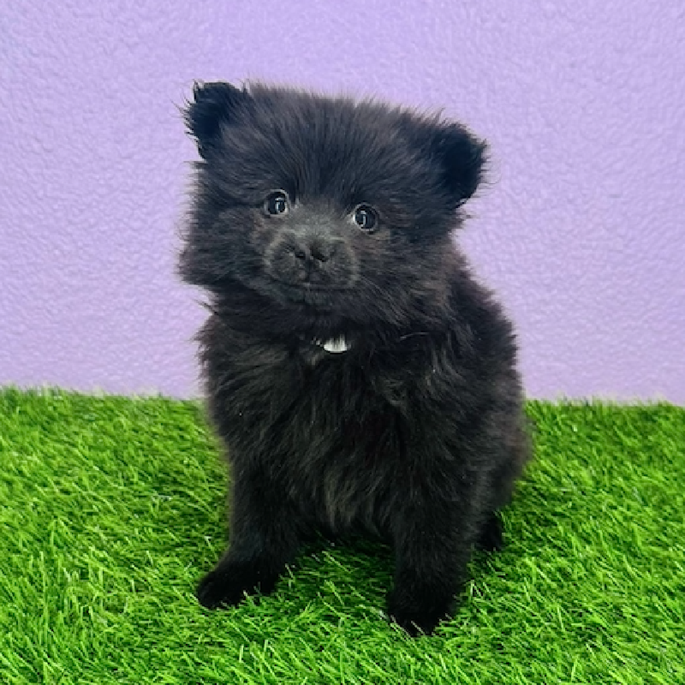 Image of a pet breed in the gallery