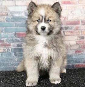Pomsky
