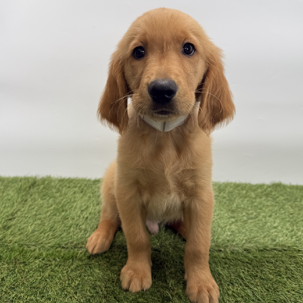 pet breed image