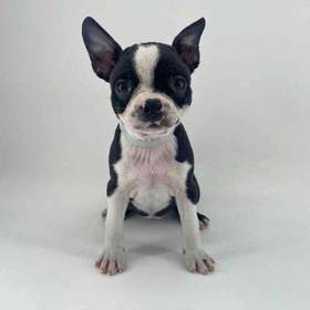 Boston Terrier