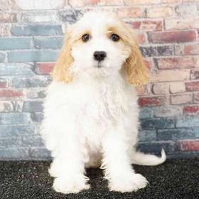 Cavachon