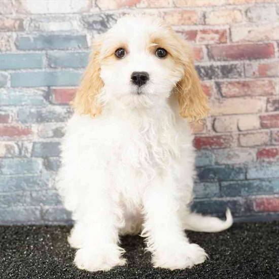 Cavachon