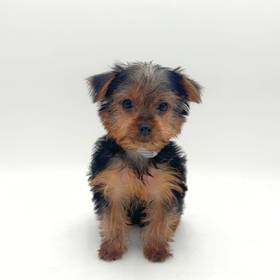 Yorkie